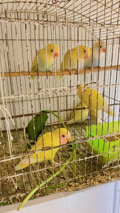 Love birds 03171482760