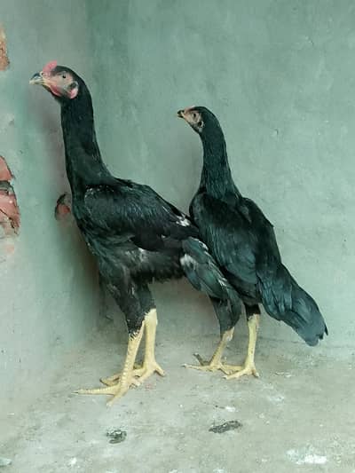 black German oh shamo pair