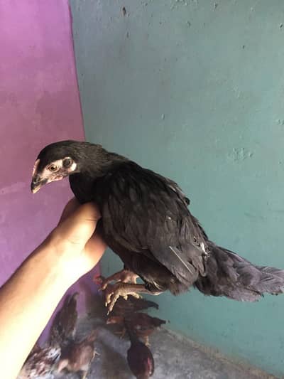 Misri Golden Hens
