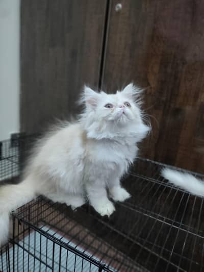persian male kitten