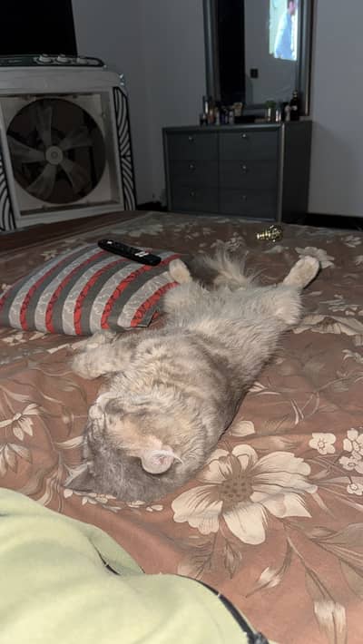 Semi Persian Male Cat for Adoption