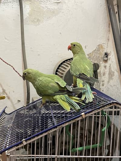 Perrot