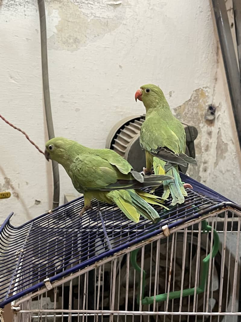Perrot 0