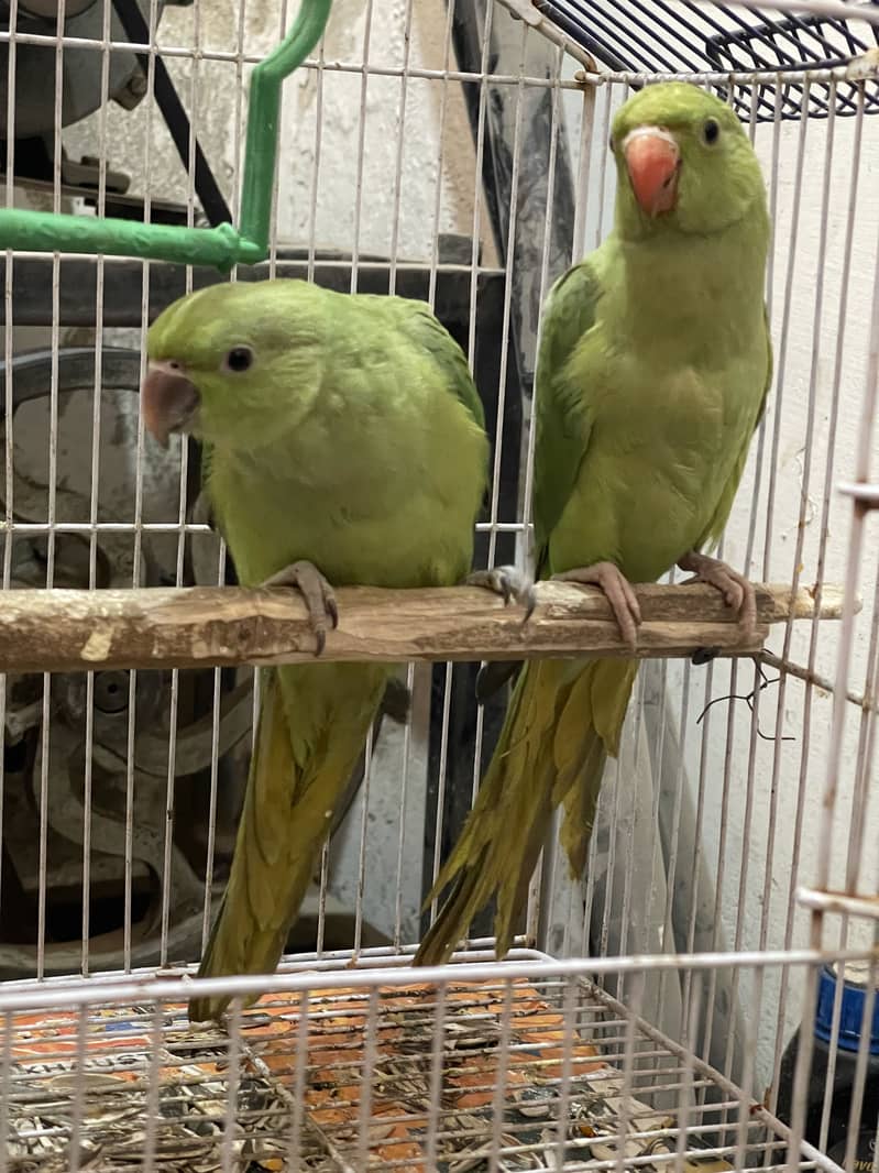 Perrot 1