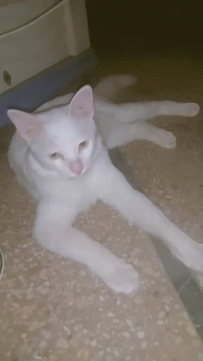 Urgent sale only serious customer contact