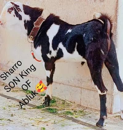 Top quality teedy breedar bakra for sale Burberry breeder pair sale