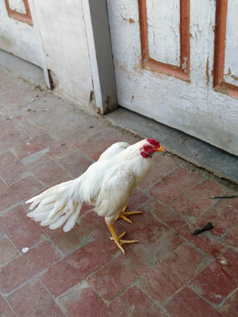 Heera Patha 1