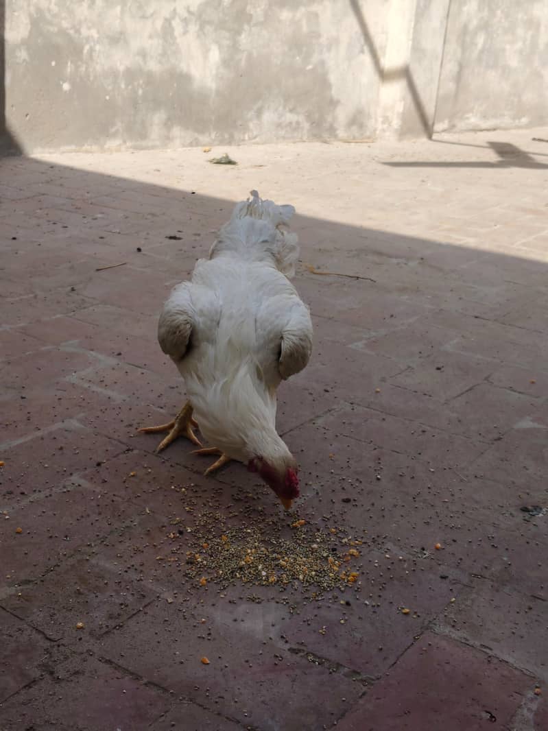 Heera Patha 2