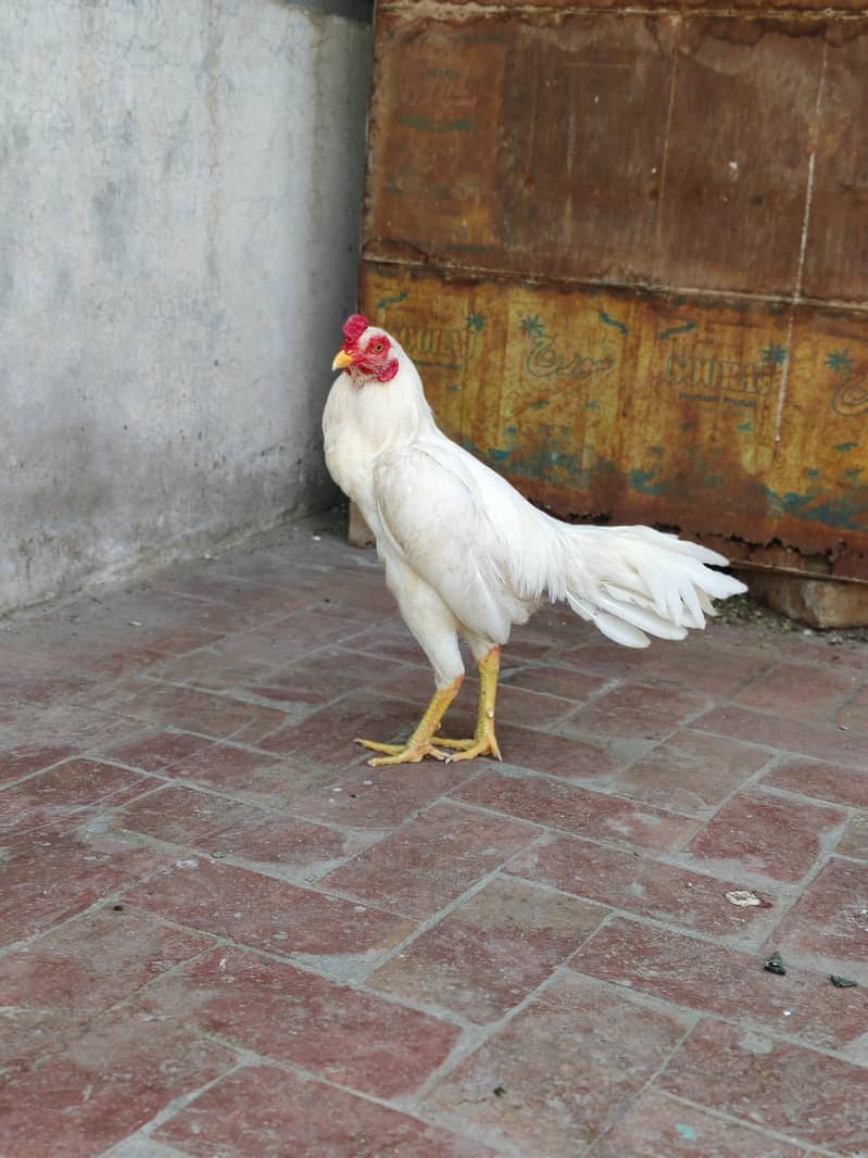 Heera Patha 3