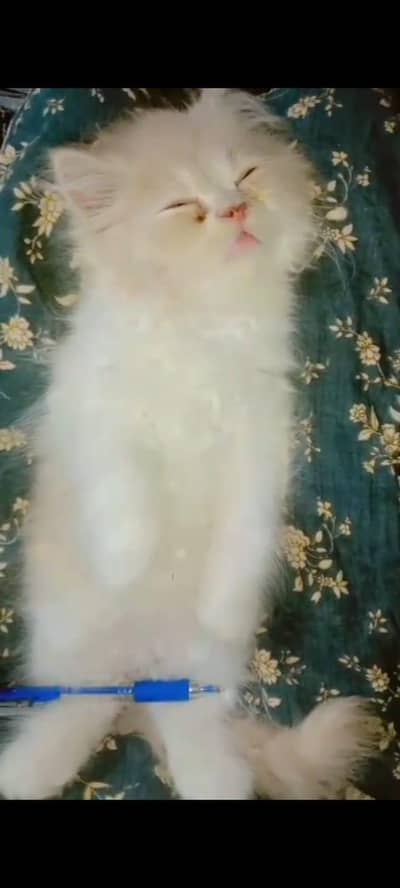 Pure Persian Kitten
