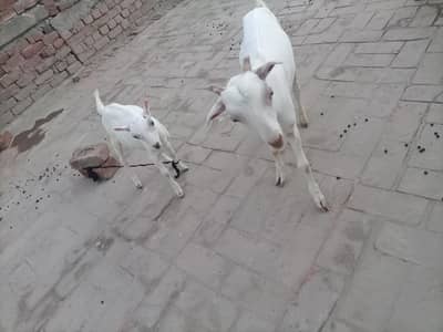 Russian Teddy bakra. . . 2 Aadat male Ek ki age Hai 3 month dusre Ke 7