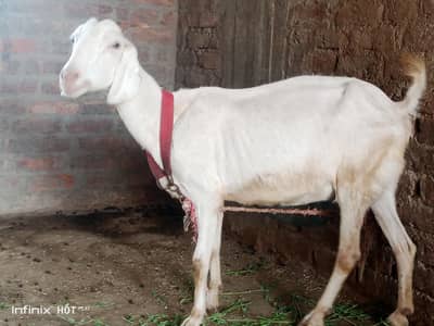 I have Ablaq Taddi Bakri for sale