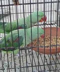 Raw king size fertile pair ( home breed)