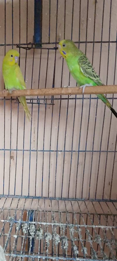 pair jore madi pelee