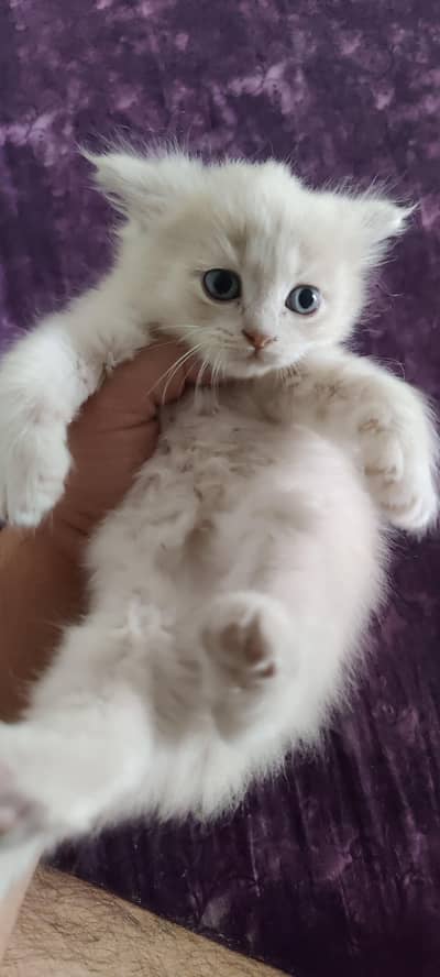 Persian Triple coated Kittens