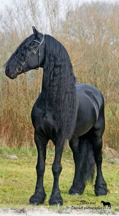 Cleveland horse pedigree | fancy hourse | black hourse |ghora for sale