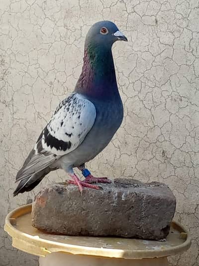 Raecr