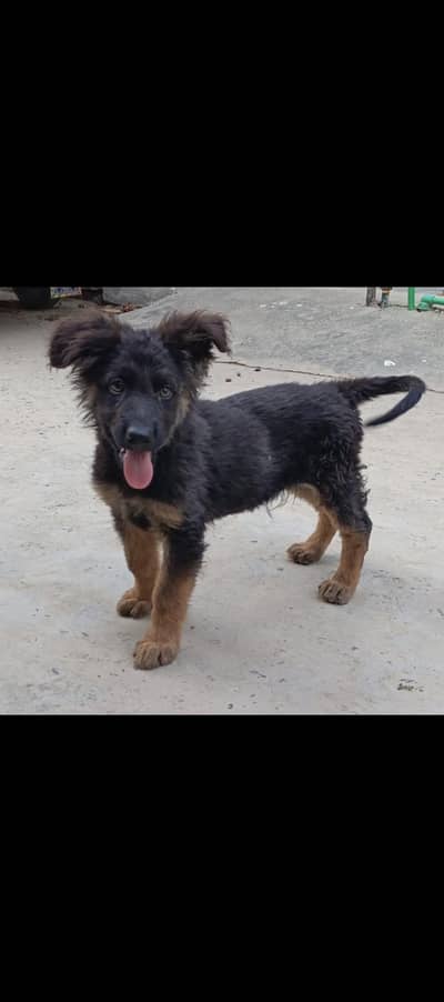 German shepherd male pup