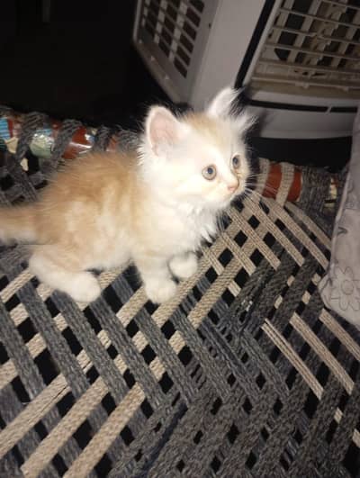 Persian kitten