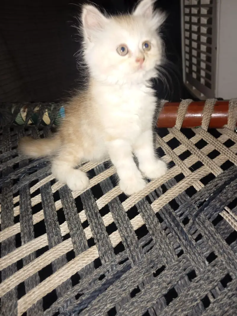 Persian kitten — photo 2