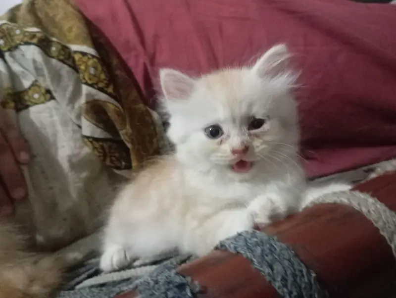 Persian kitten — photo 3