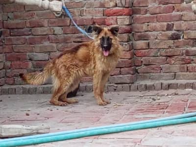 For sale German shepherd