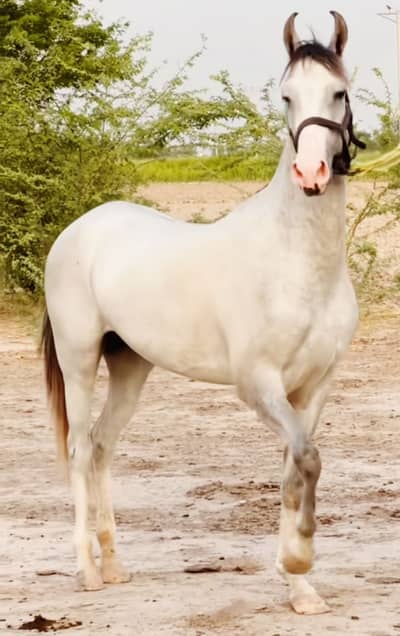 Desi ghori | desi hourse | housre for sale