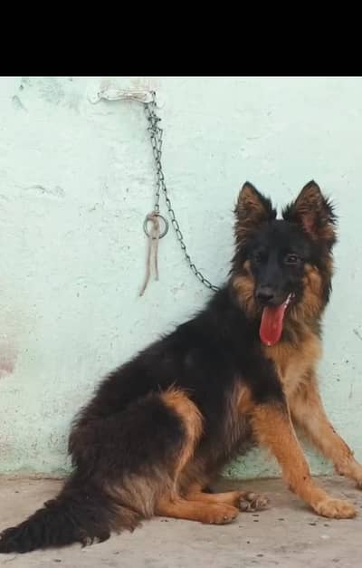 German Shepherd female long coat for sale