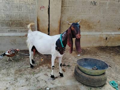 pateri gabban bakri