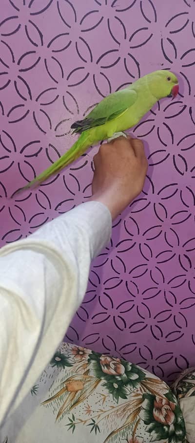 green parrot female hand them talking active cocktail Pair price 4500