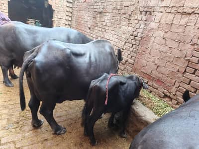 Neli Ravi Buffalo |  chechawatni Breed |  With Male بچھڑا |