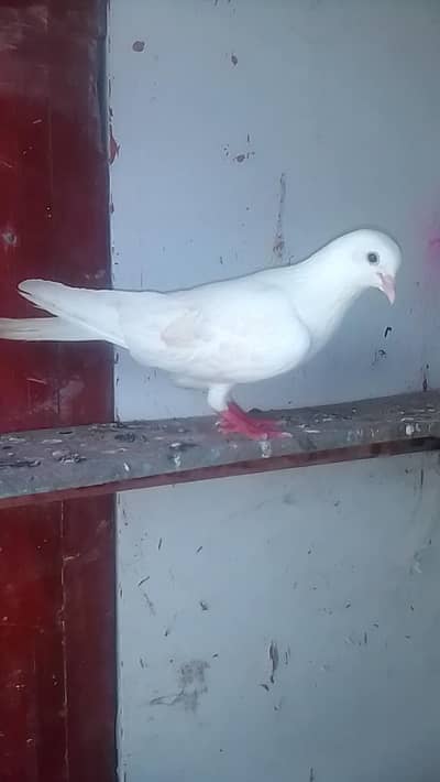 pigeon for sale pair
