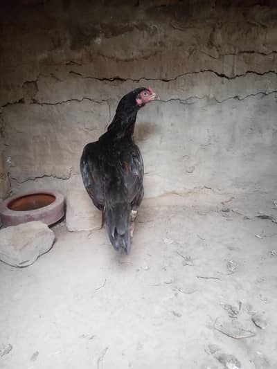 Mushki Madi Forsale