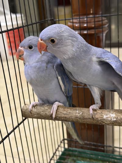 Violet DF CT Splits Ringneck Babies Available
