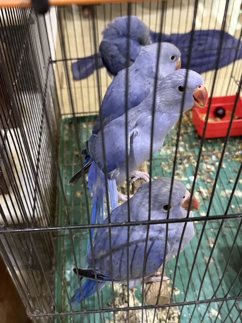 Violet DF CT Splits Ringneck Babies Available — photo 2