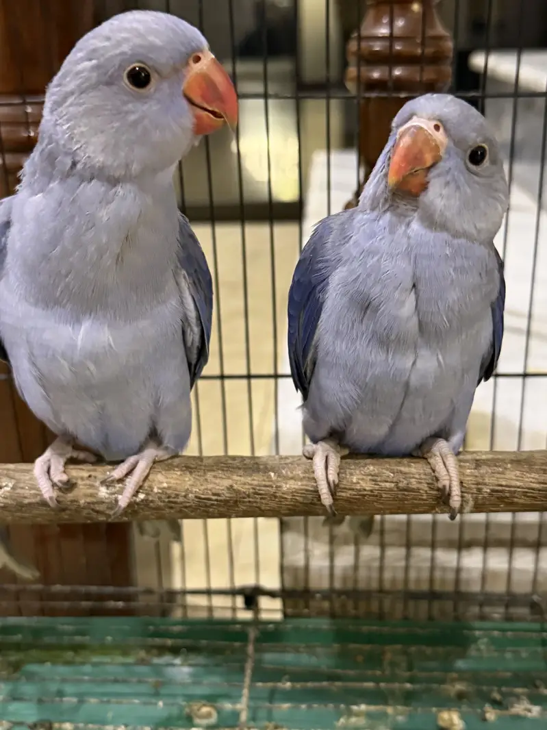 Violet DF CT Splits Ringneck Babies Available — photo 3