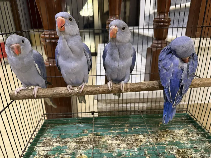 Violet DF CT Splits Ringneck Babies Available — photo 4