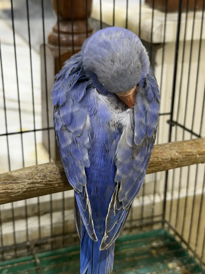 Violet DF CT Splits Ringneck Babies Available — photo 5