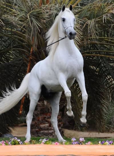 Pure arabic pedigree breeder stallion | mares filly and colt | hourses