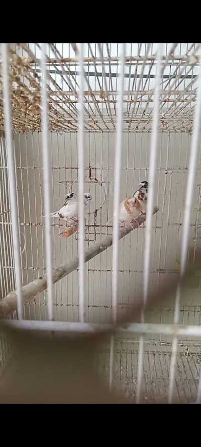 Banglies finches foster pairs