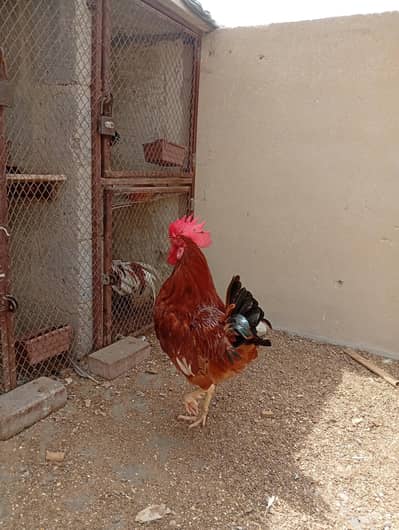 Desi Rooster