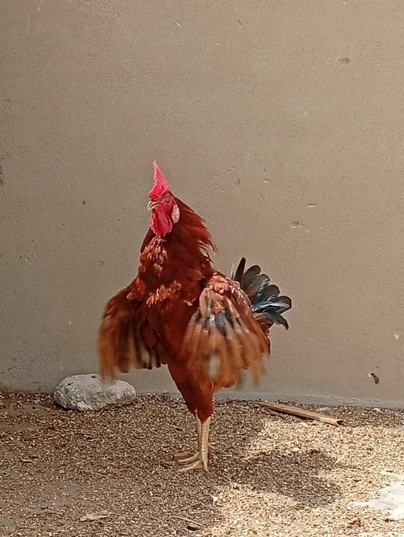 Desi Rooster 1