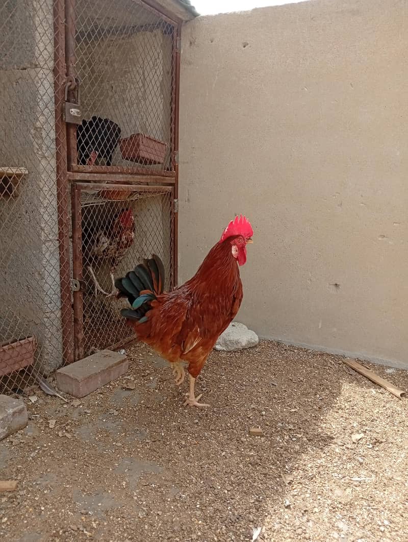 Desi Rooster 2