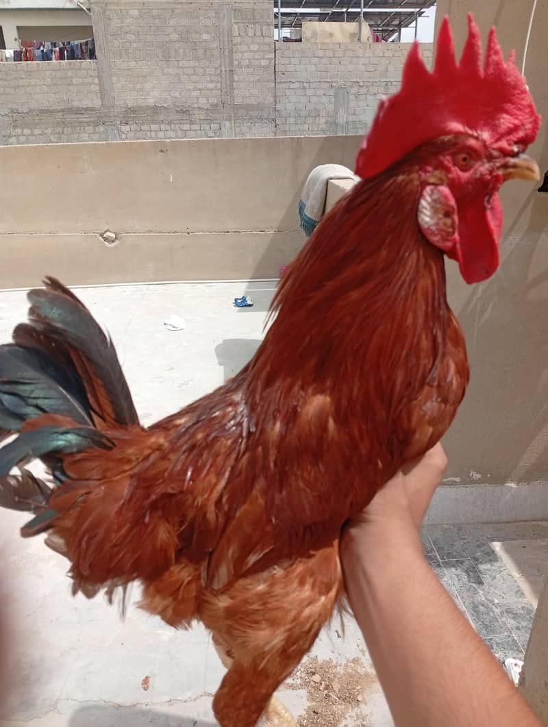 Desi Rooster 3