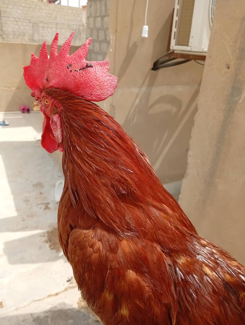 Desi Rooster 4