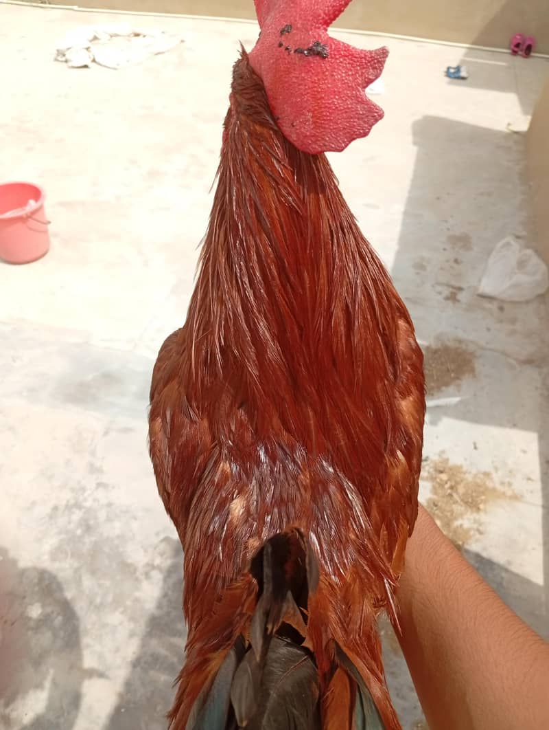 Desi Rooster 5