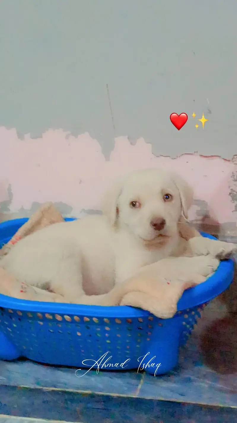 Labrador Retriever for urgent sale with 6 month age and fully vaccinat