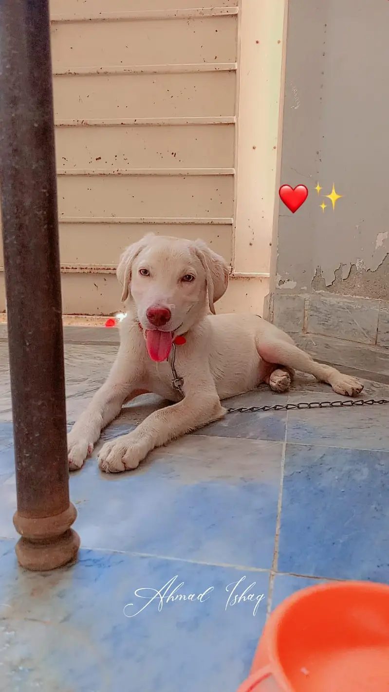 Labrador Retriever for urgent sale with 6 month age and fully vaccinat — photo 2