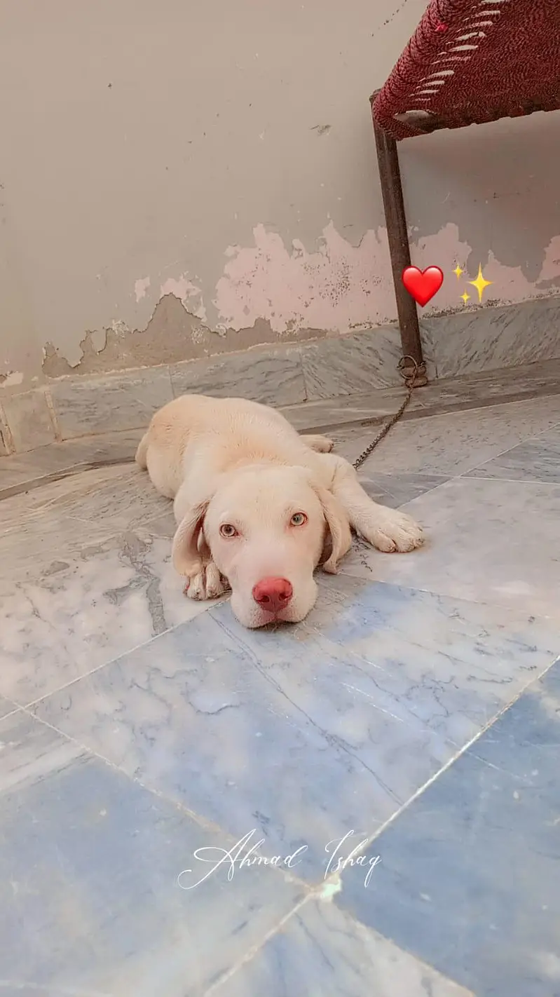 Labrador Retriever for urgent sale with 6 month age and fully vaccinat — photo 3