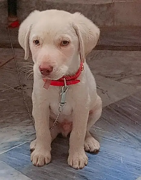 Labrador Retriever for urgent sale with 6 month age and fully vaccinat — photo 4